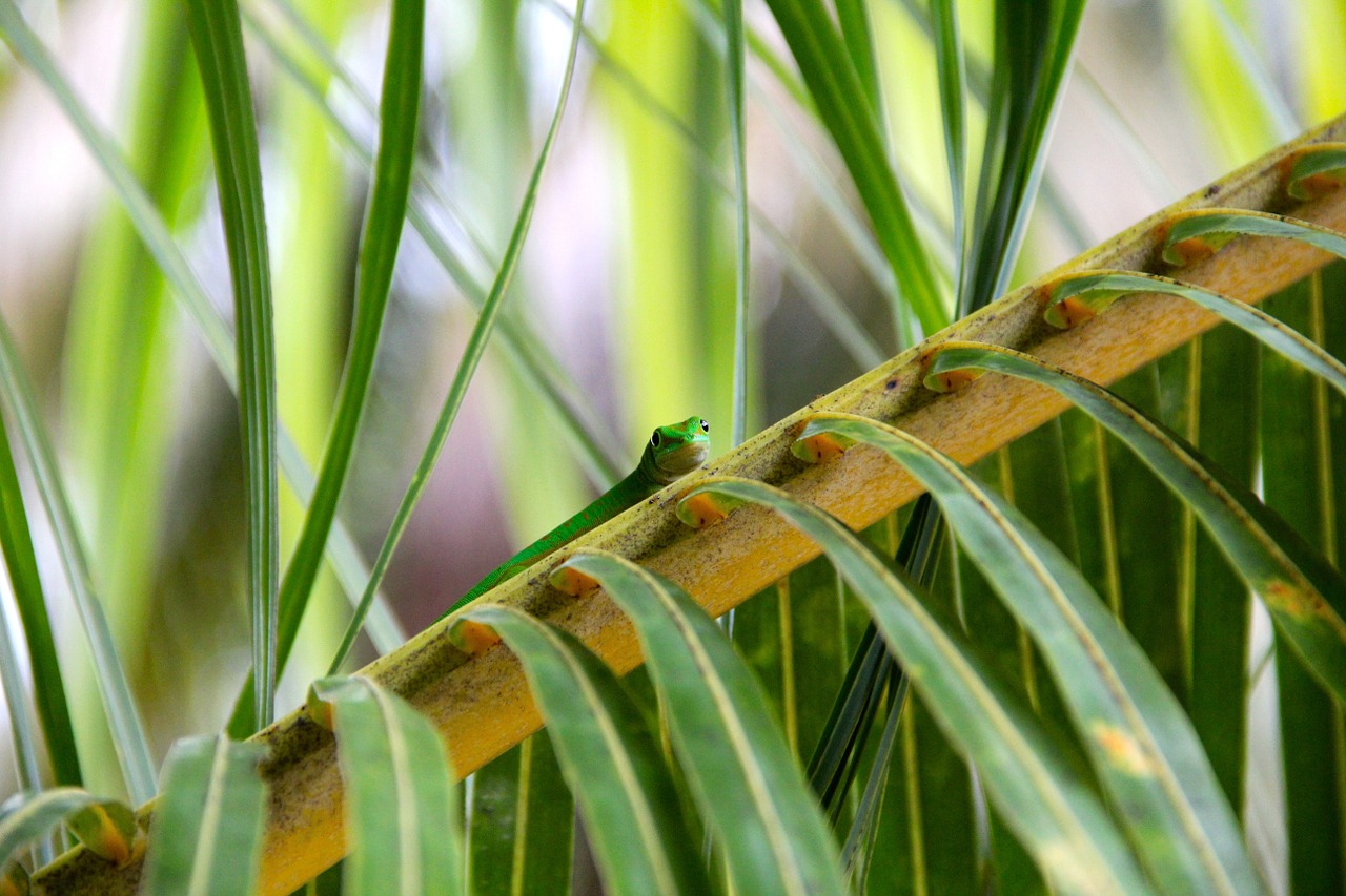 reptile plant cactus free photo