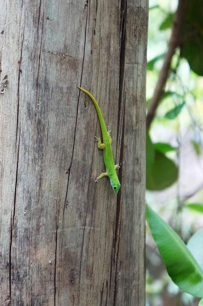 reptile plant cactus free photo