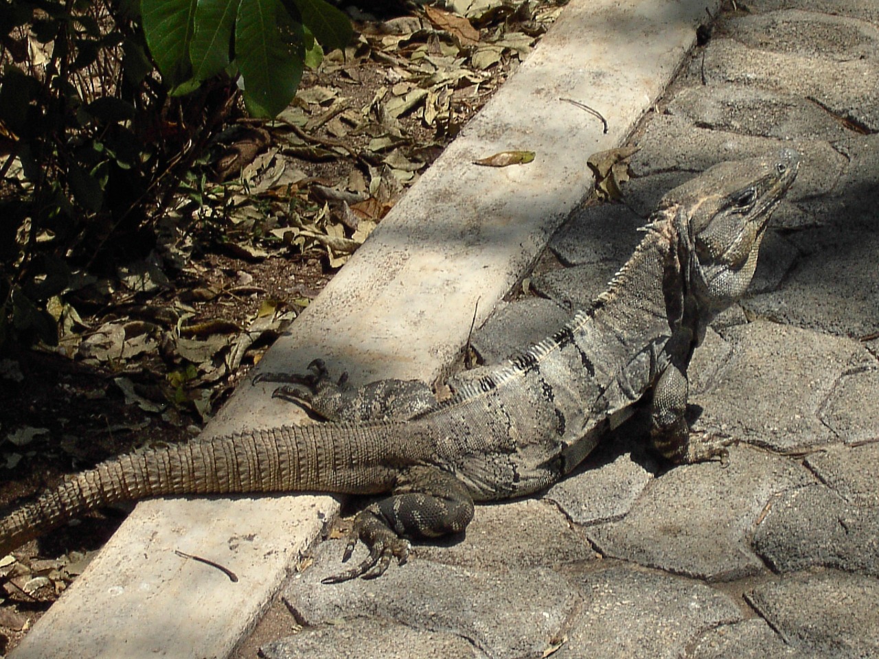 reptile iguana lizard free photo