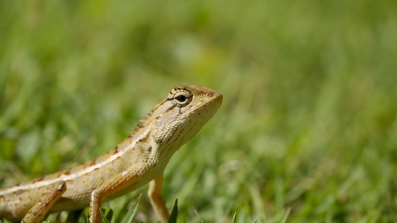 reptile thailand iguana free photo