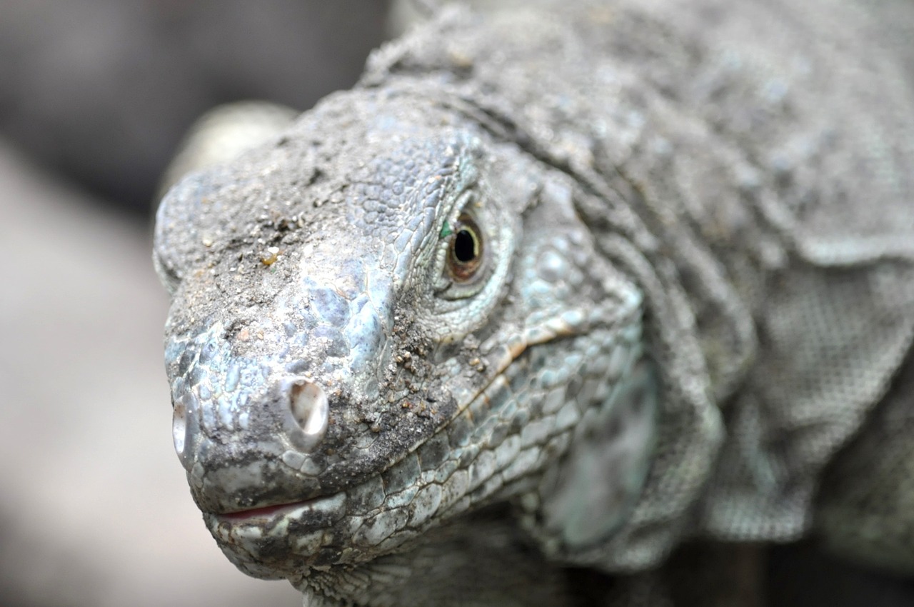 reptile face animal free photo