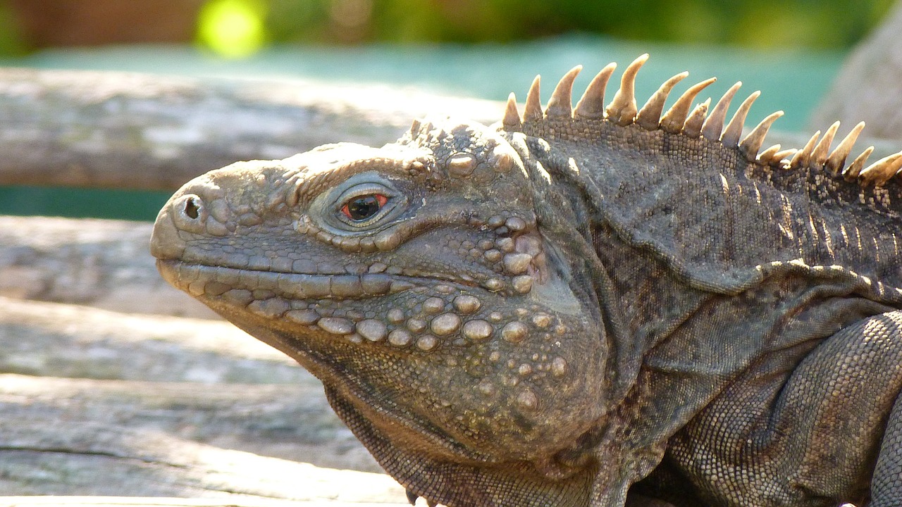lizard iguana reptile free photo