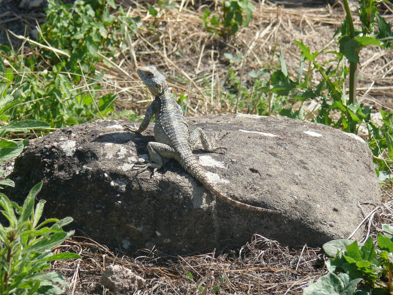 reptile lizard animals free photo