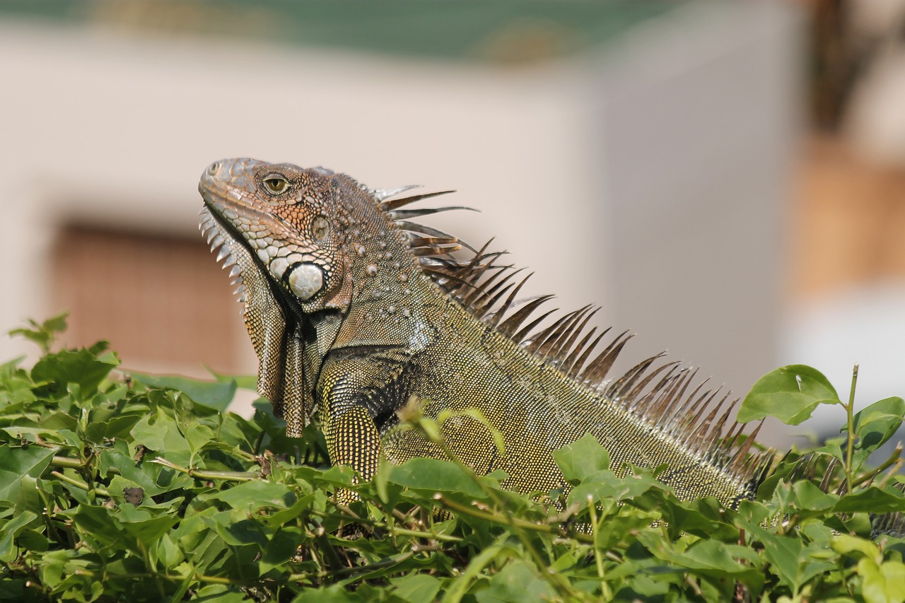 reptile iguana reptiles free photo
