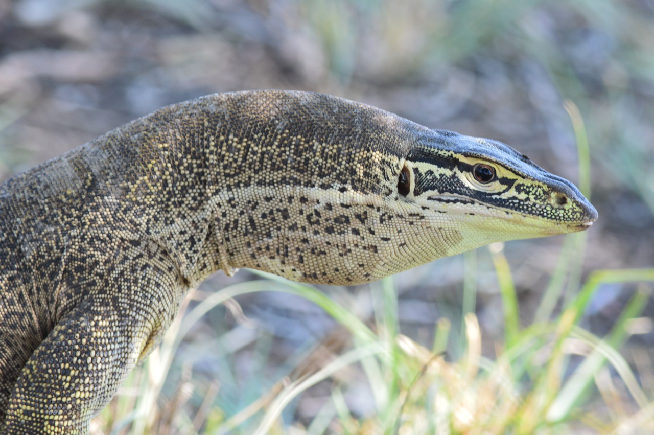 reptile nature monitor lizard free photo