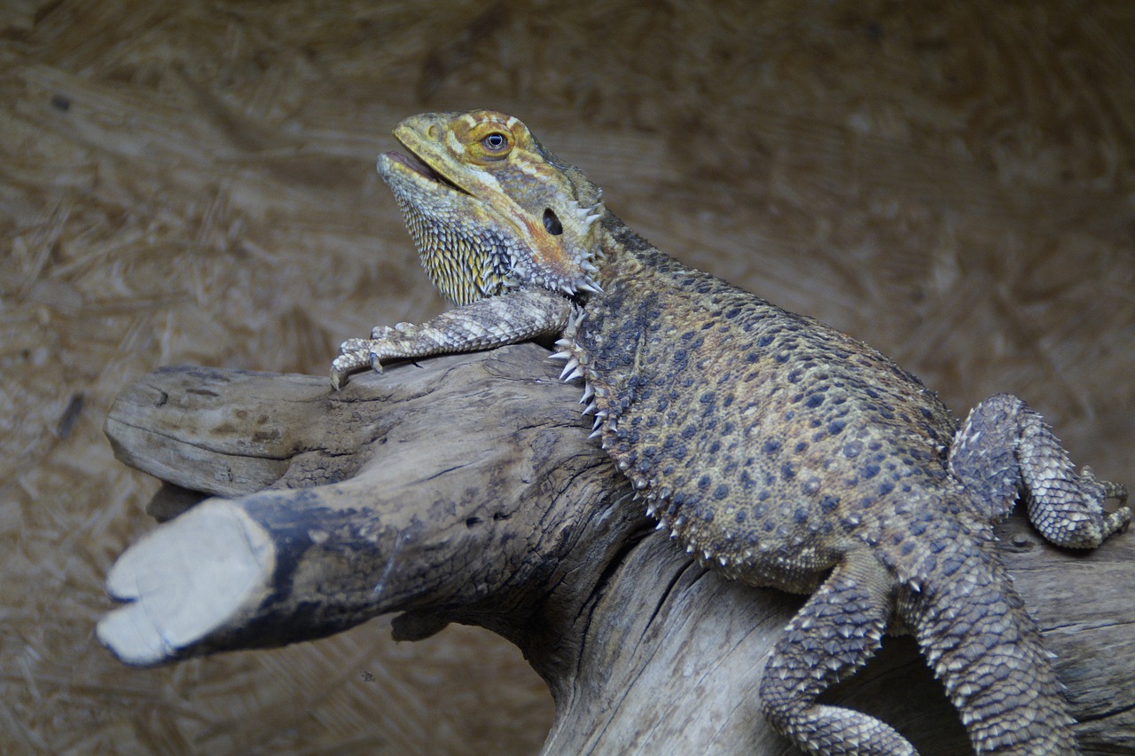 reptile lizard terrarium free photo
