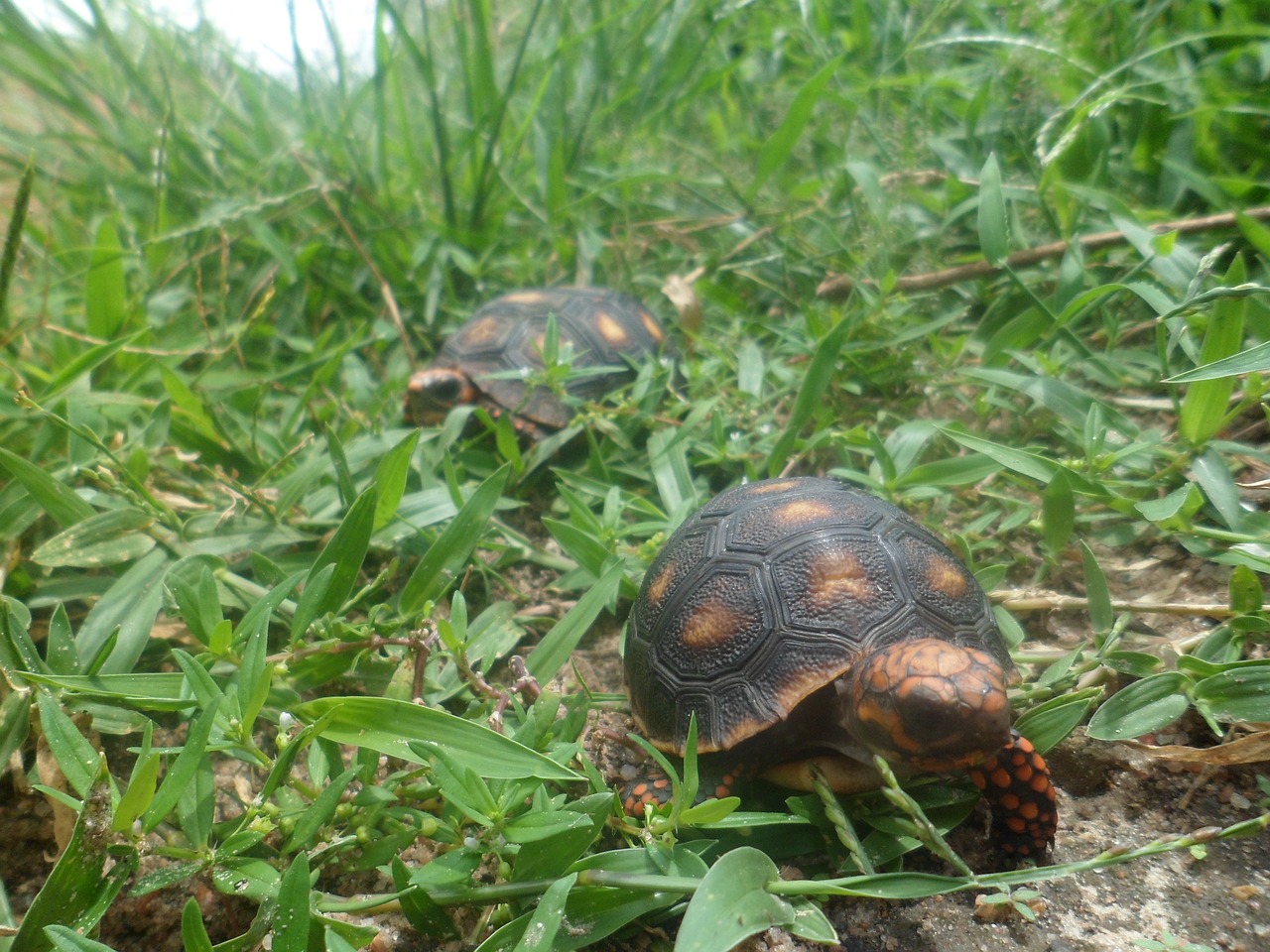 reptile fauna field free photo