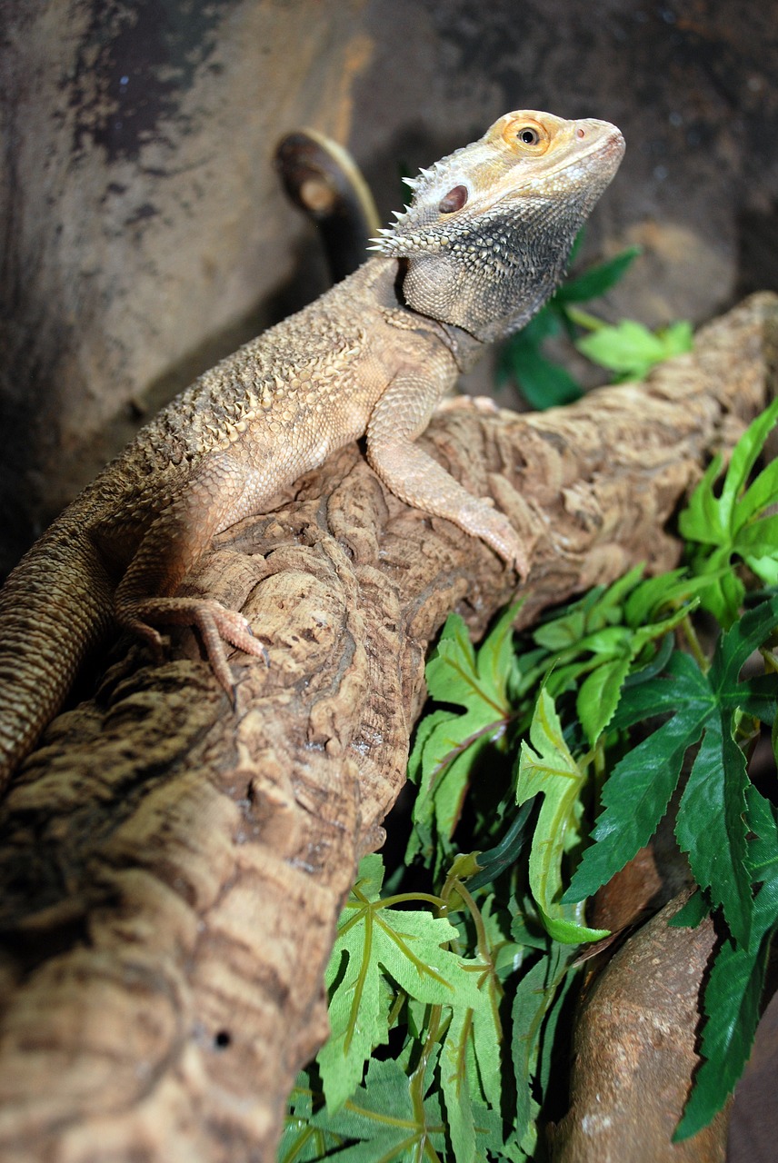 reptile zoo nature free photo