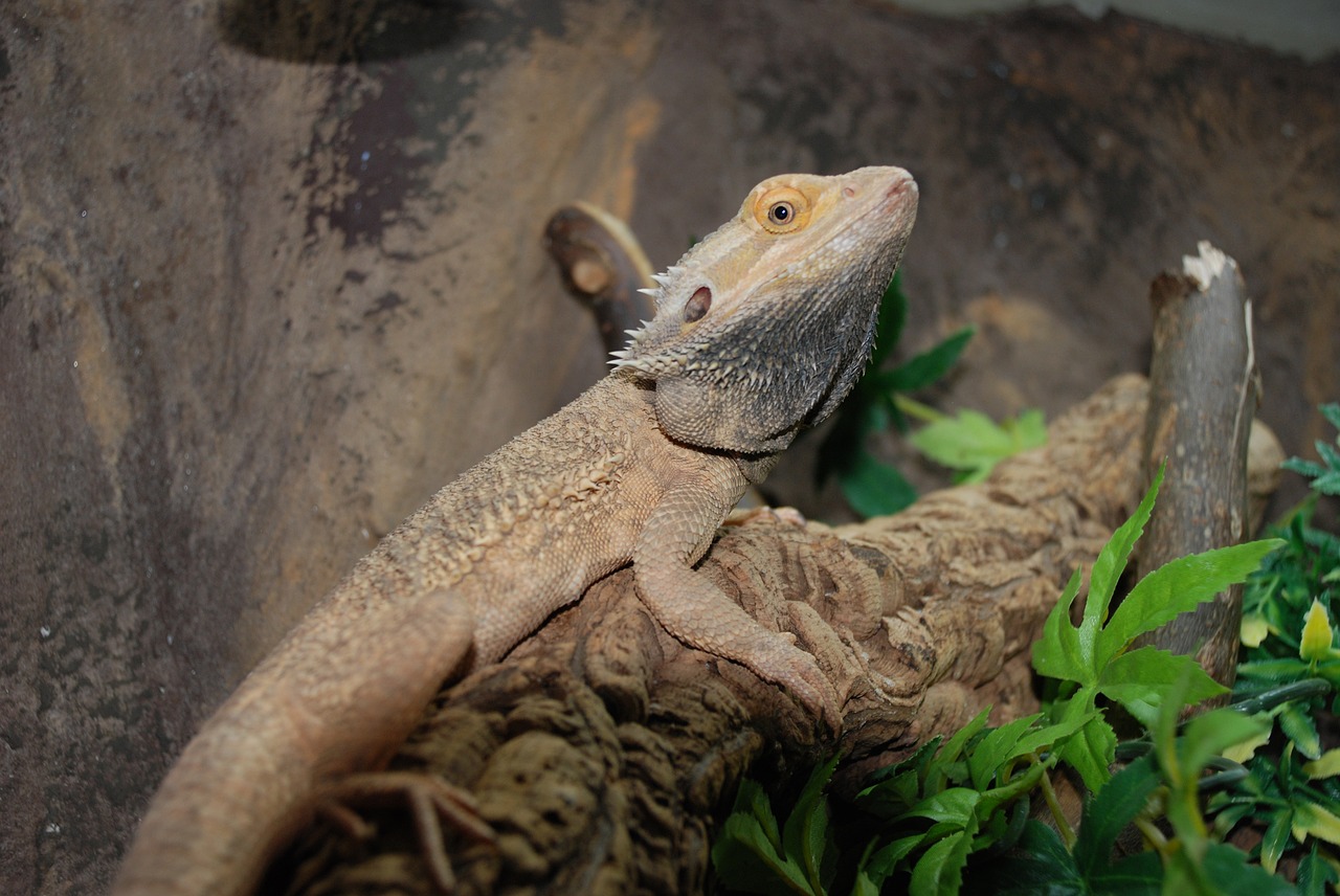 lizard reptile zoo free photo