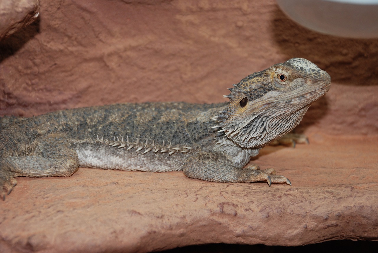 lizard reptile zoo free photo