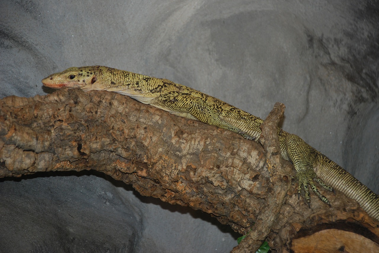 terrarium lizard reptile free photo