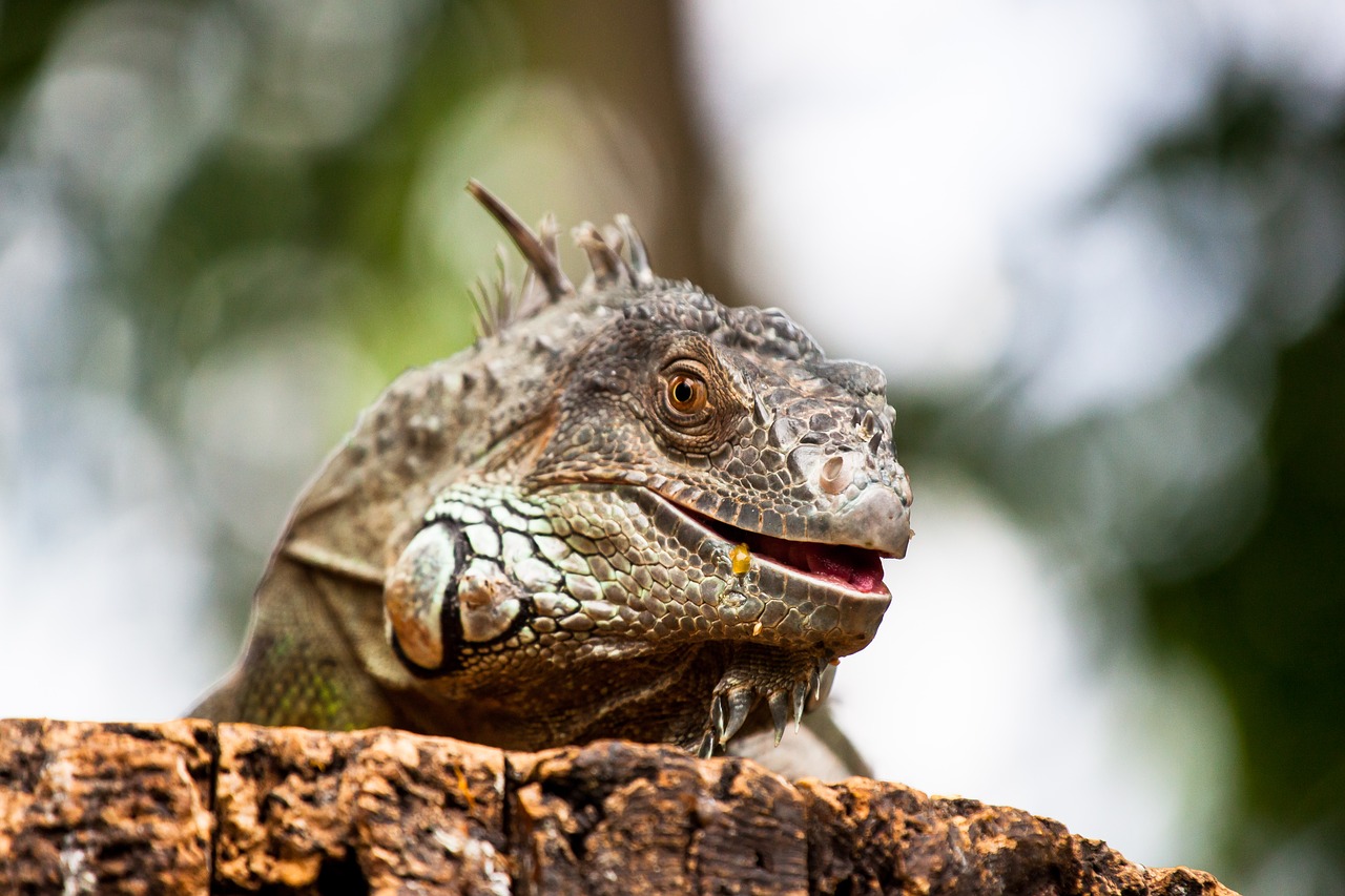 reptile zoo portrait free photo