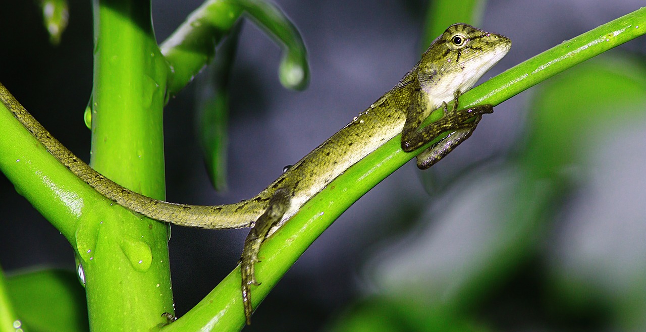 reptile gecko italy free photo