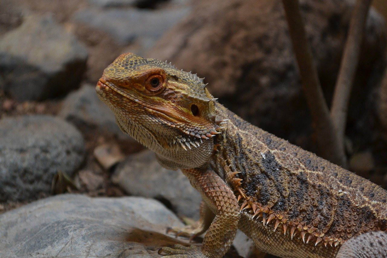 reptile dragon animal portrait free photo