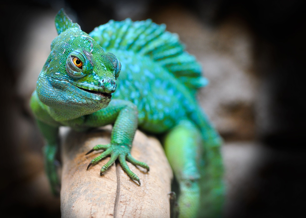 reptile eskilstuna exotic free photo