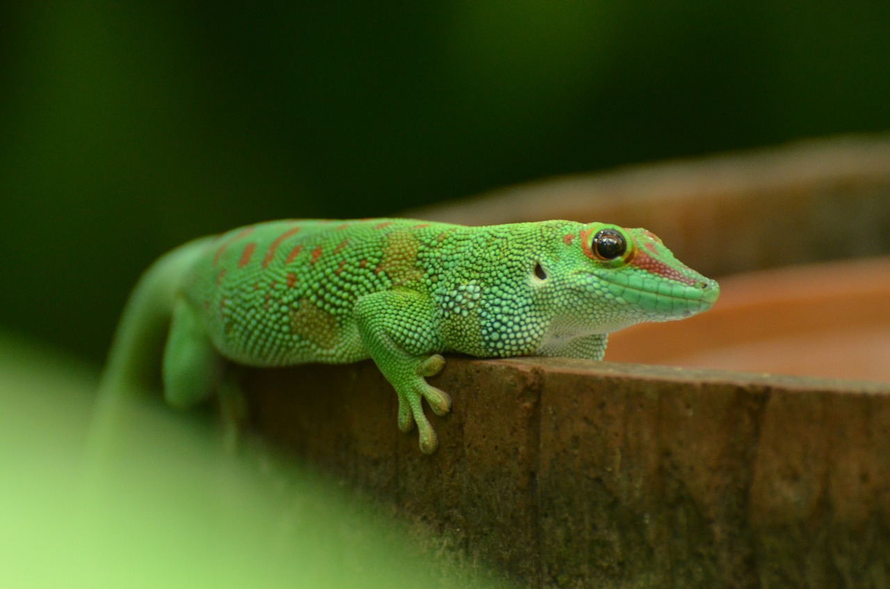 reptile green animal free photo