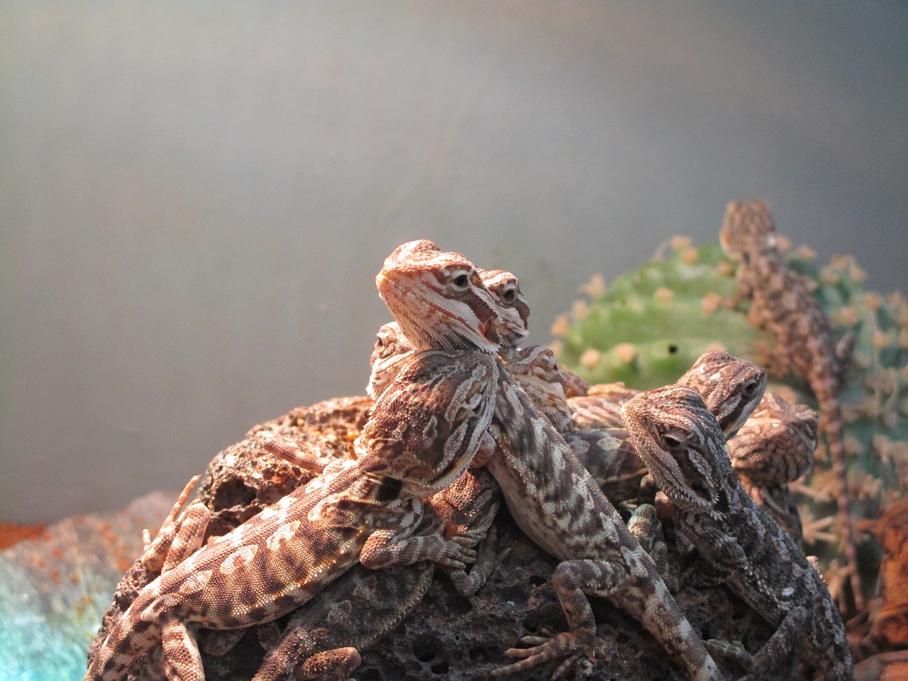 reptile lizards terrarium free photo