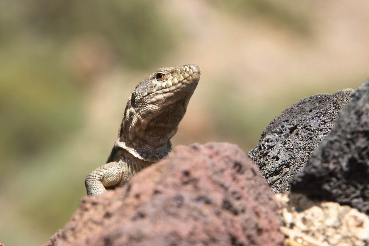 reptile lizard close free photo