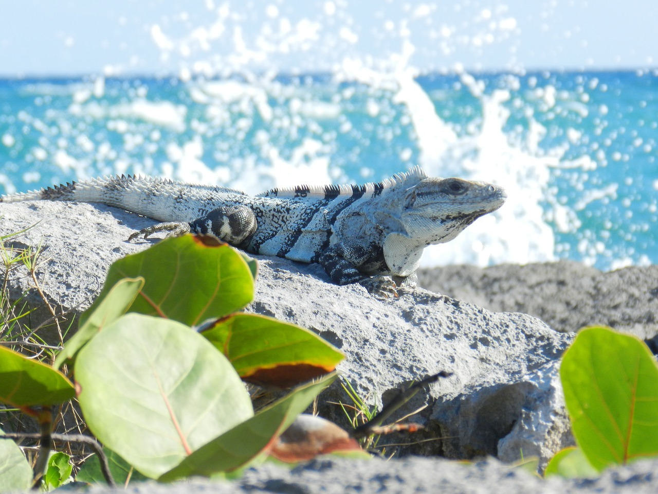 reptile igouane wave free photo