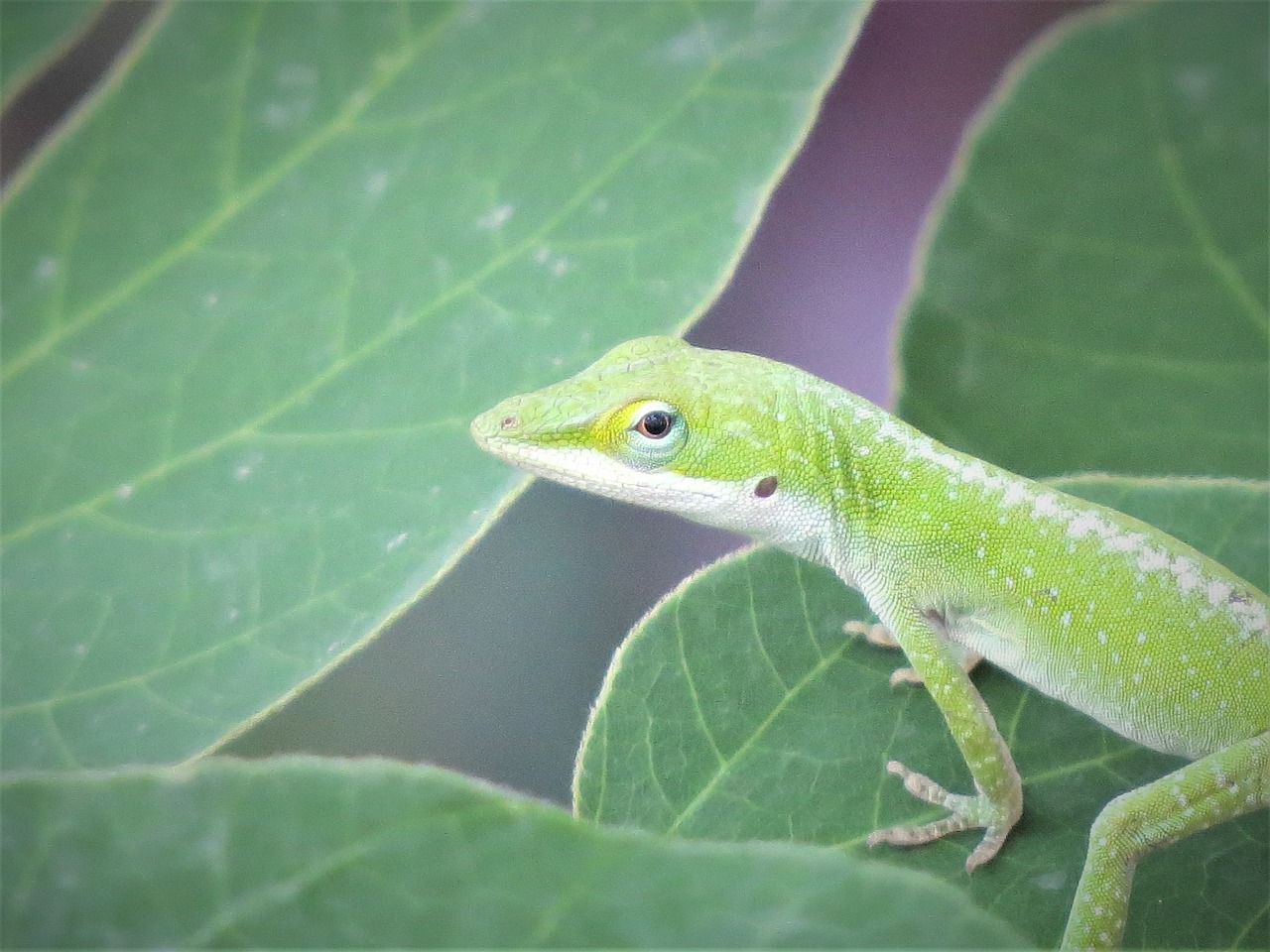 reptile lizard wild free photo