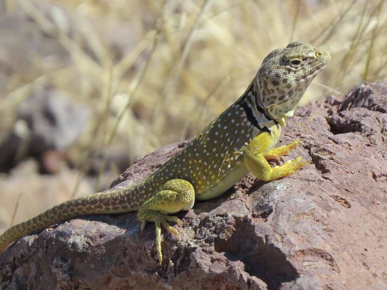 reptile lizard wildlife free photo