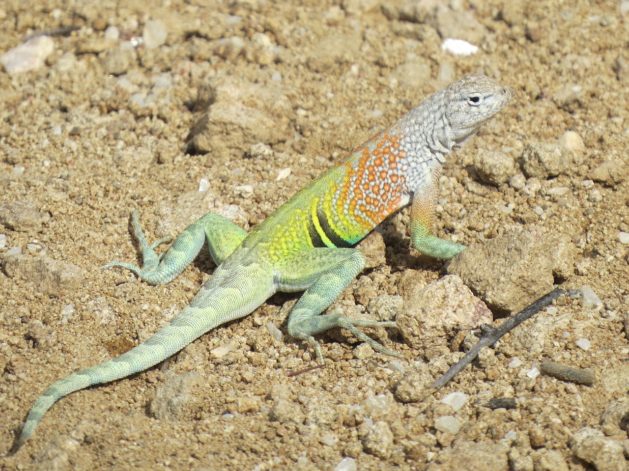 reptile lizard colorful free photo