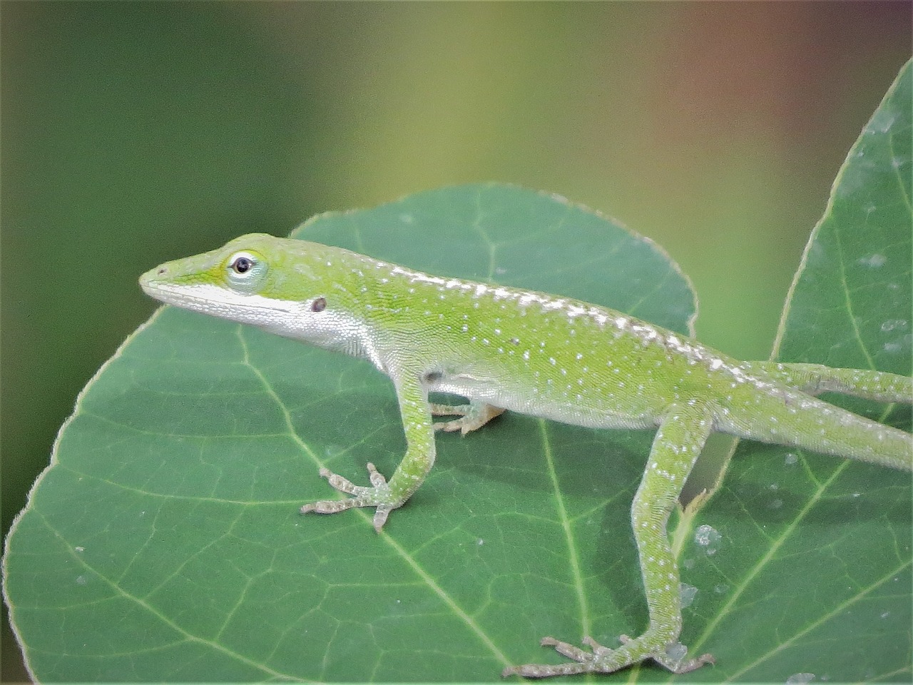 reptile lizard green free photo