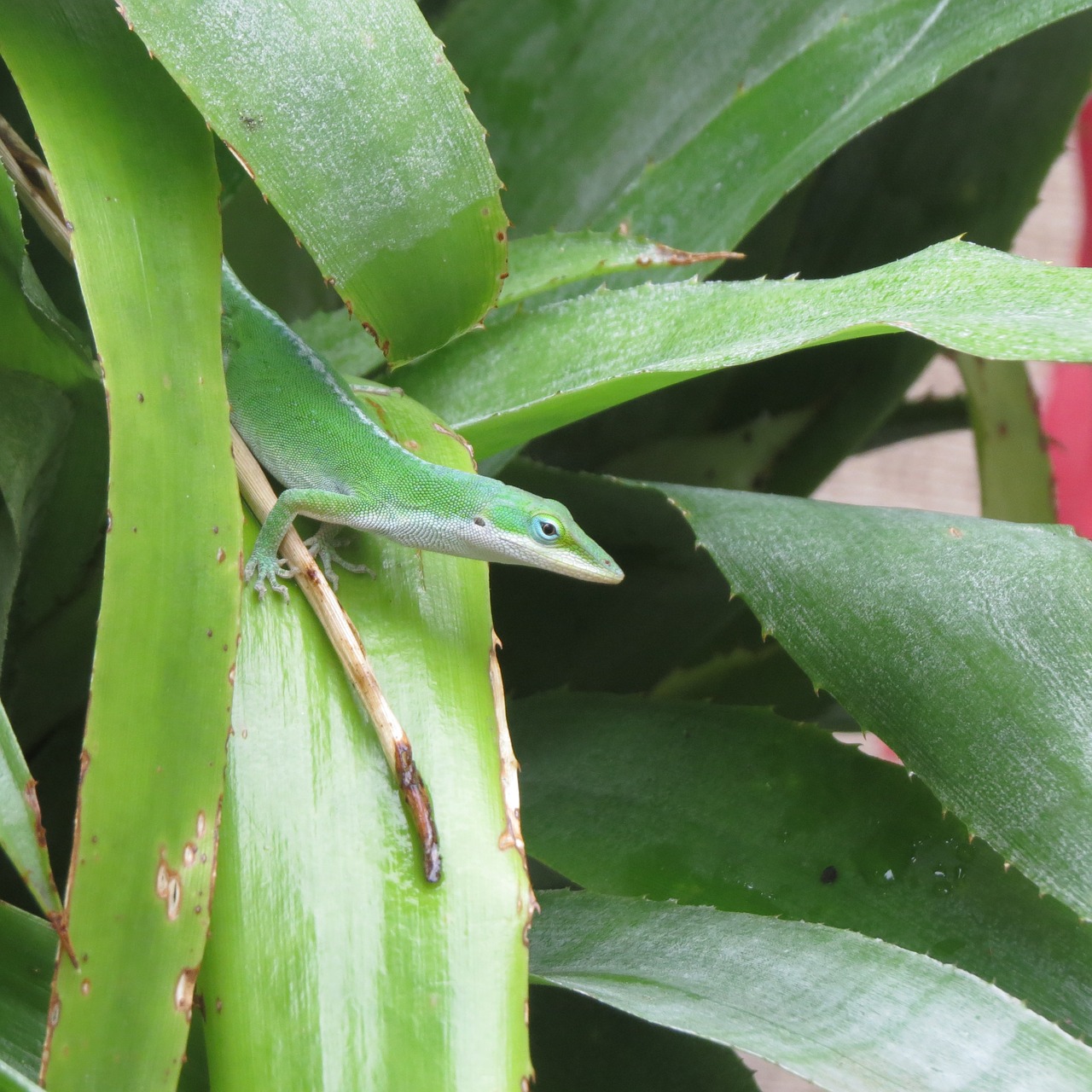 reptile lizard green free photo