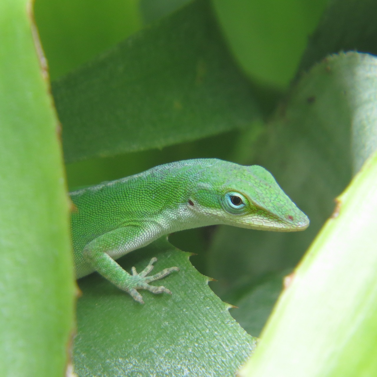 reptile lizard green free photo