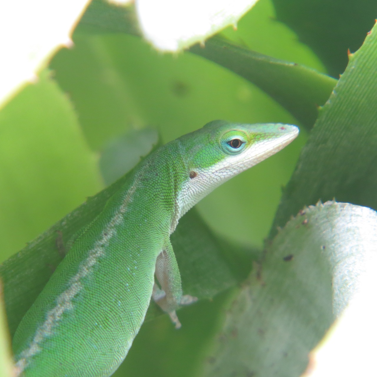 reptile lizard green free photo