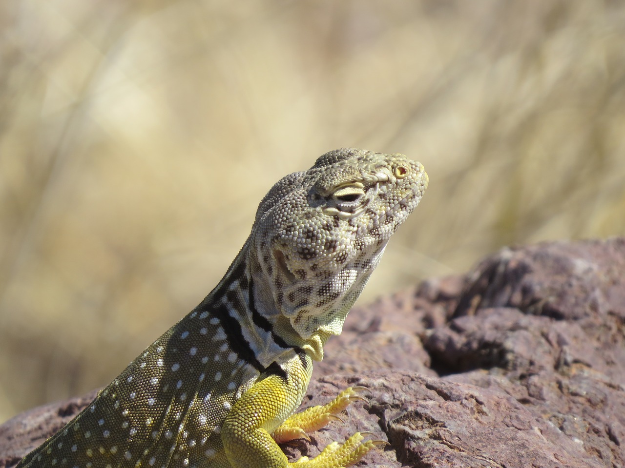 reptile lizard colorful free photo