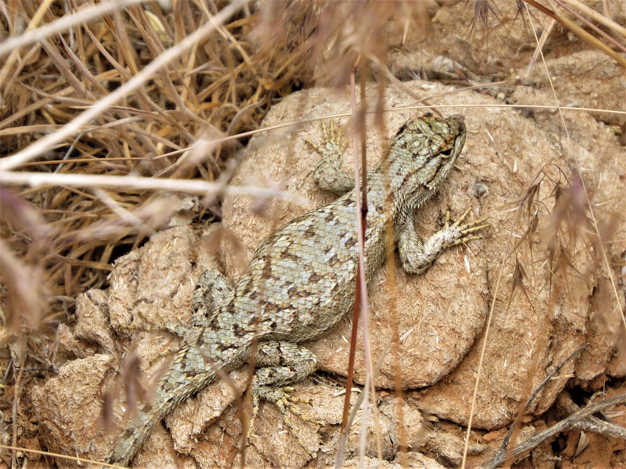 reptile lizard wild free photo