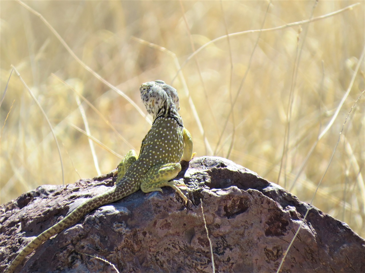 reptile lizard yellow free photo