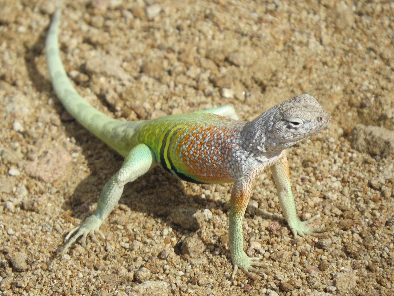 reptile lizard colorful free photo