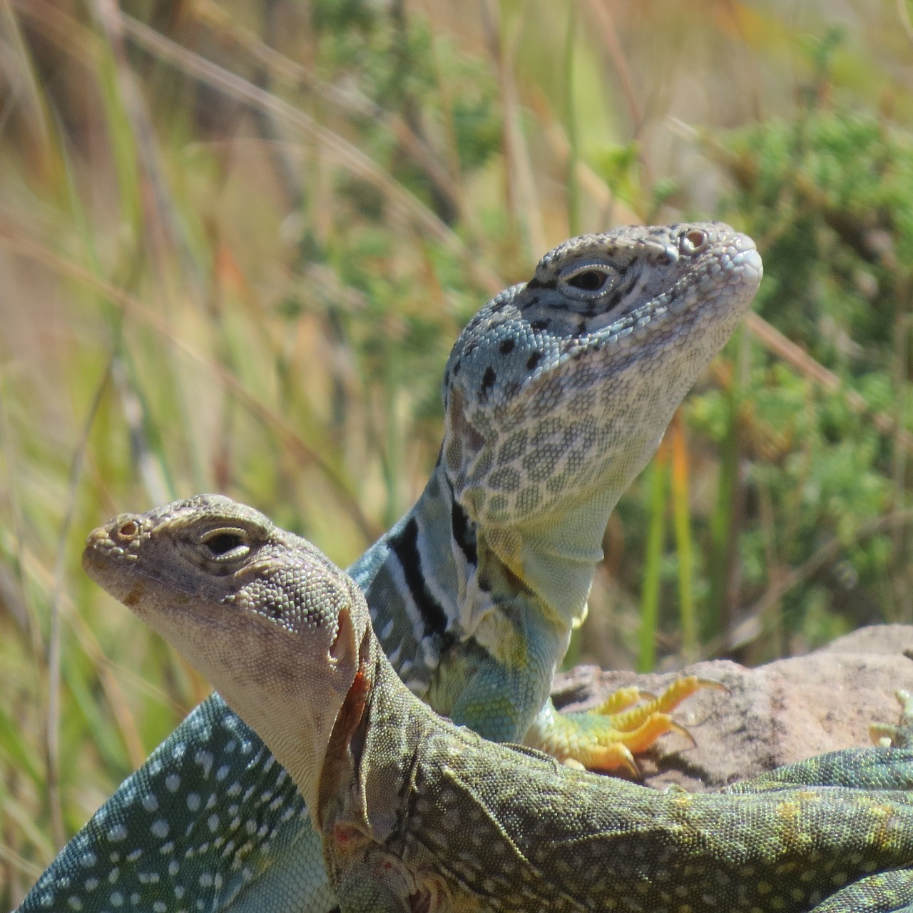 reptile lizard duo free photo