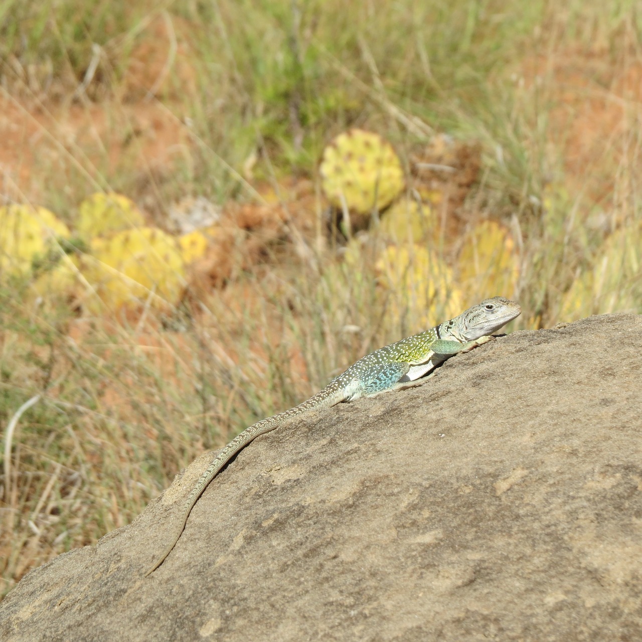 reptile lizard colorful free photo