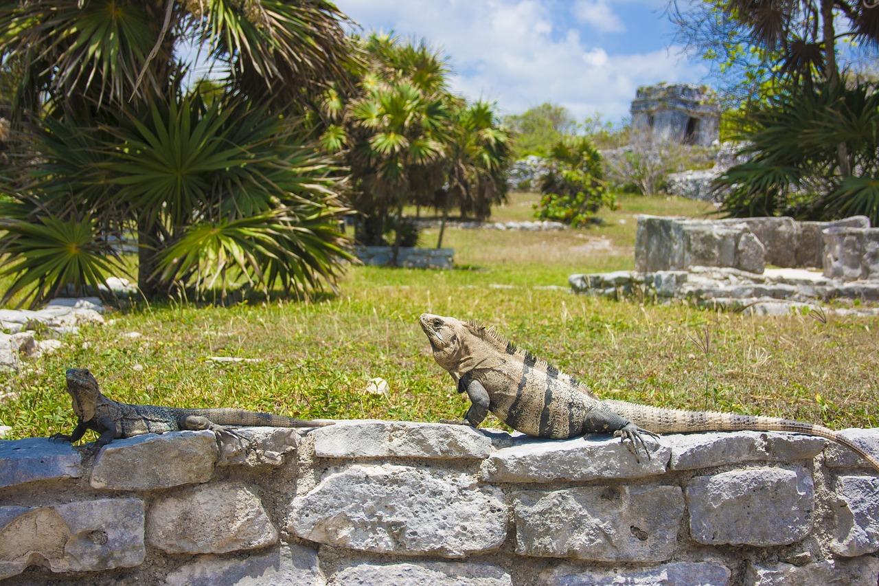 reptile iguana lizard free photo