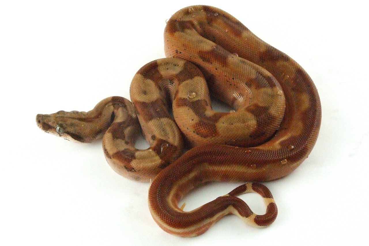 reptile snake hypo free photo