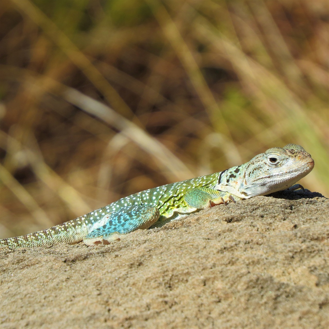 reptile lizard colorful free photo