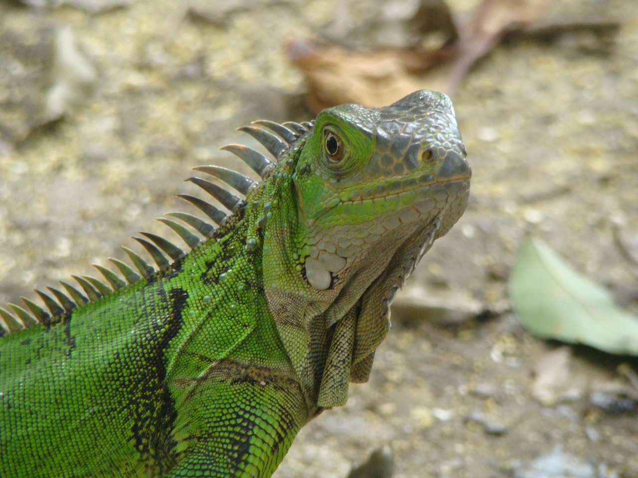 reptile park animals free photo