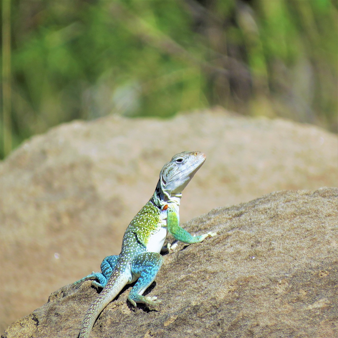 reptile lizard colorful free photo