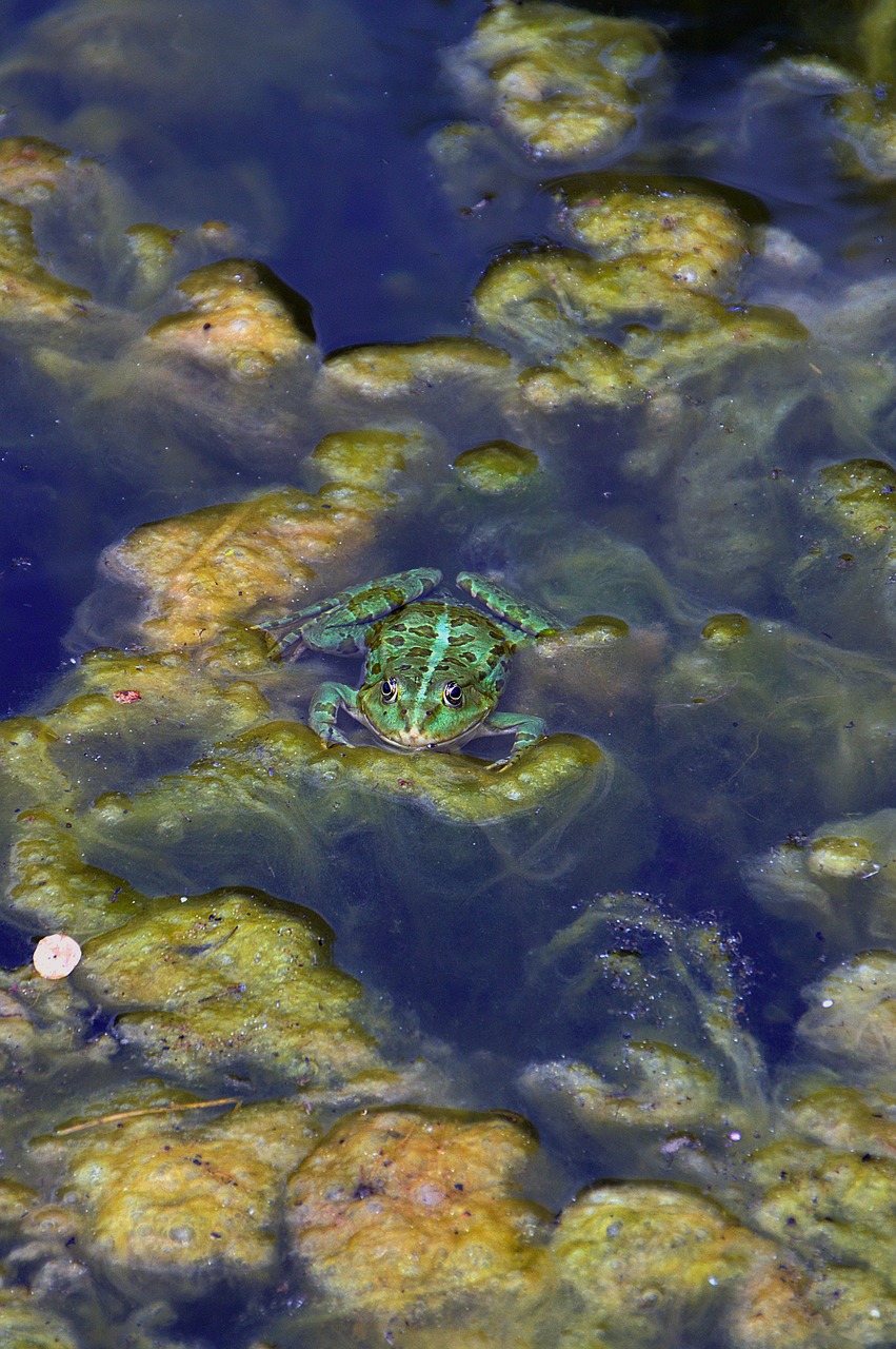 reptile frog lake free photo