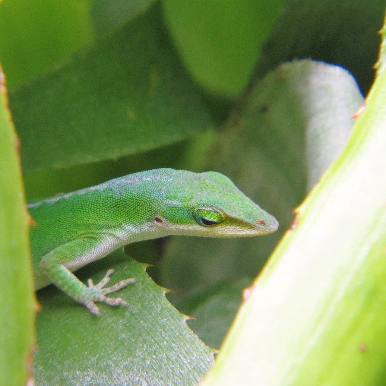 reptile lizard green free photo