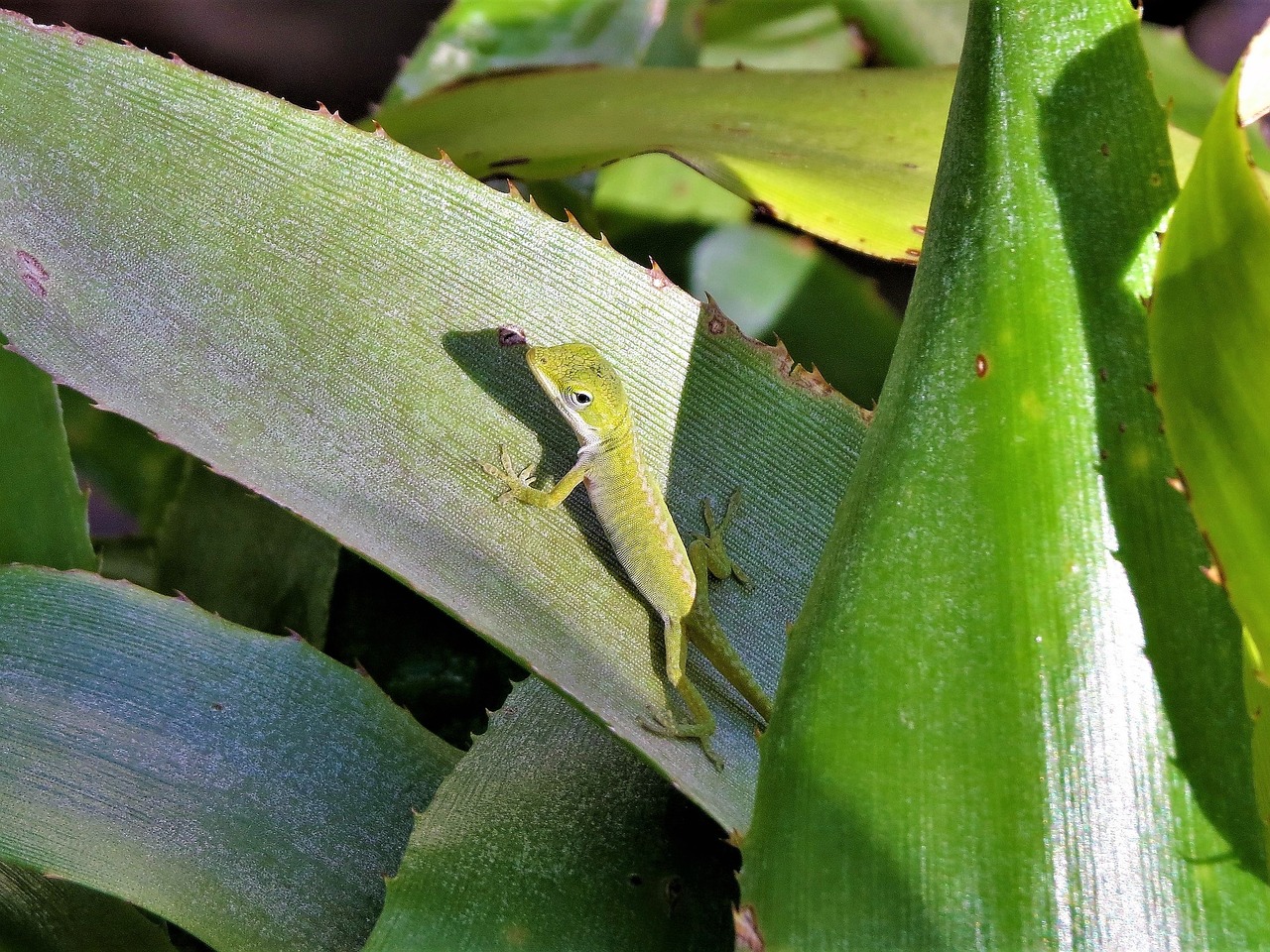 reptile lizard green free photo