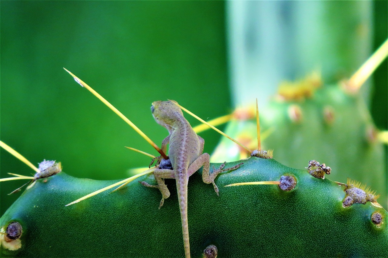 reptile tiny lizard cactus free photo