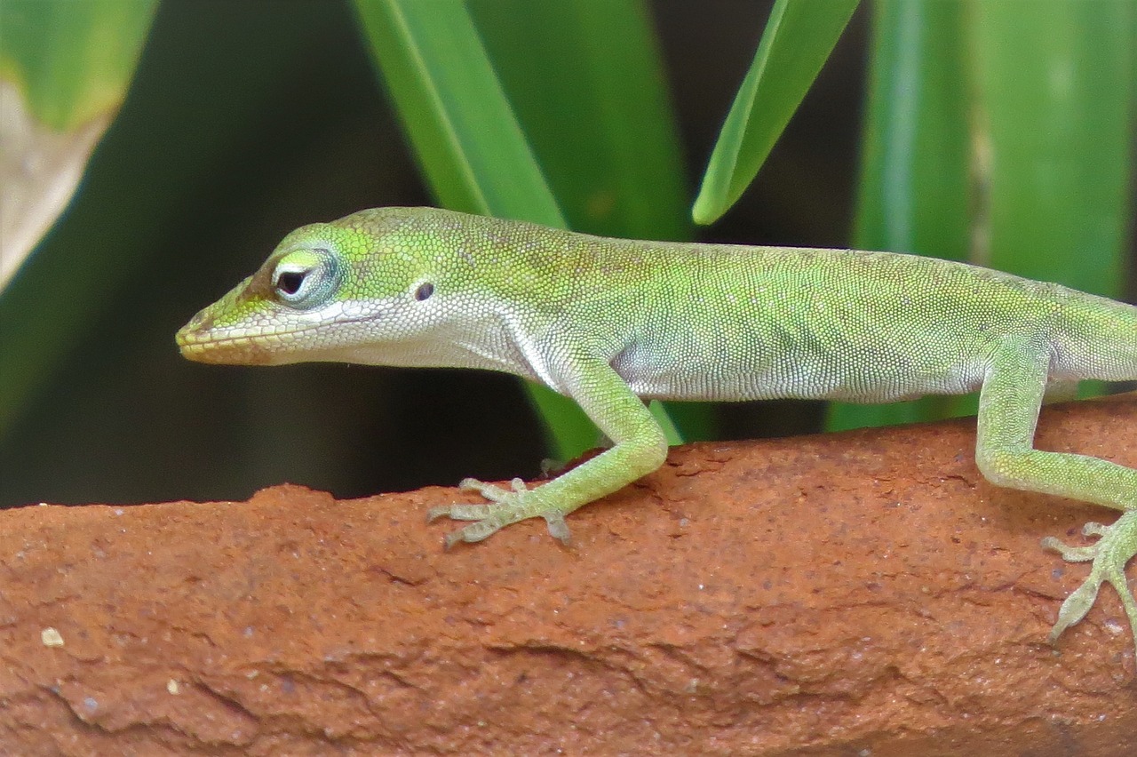 reptile lizard tiny free photo