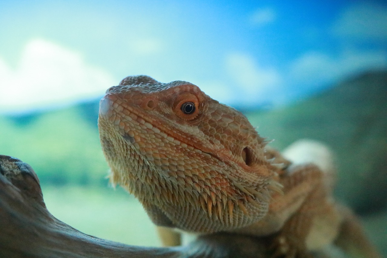 reptile lizard dragon free photo