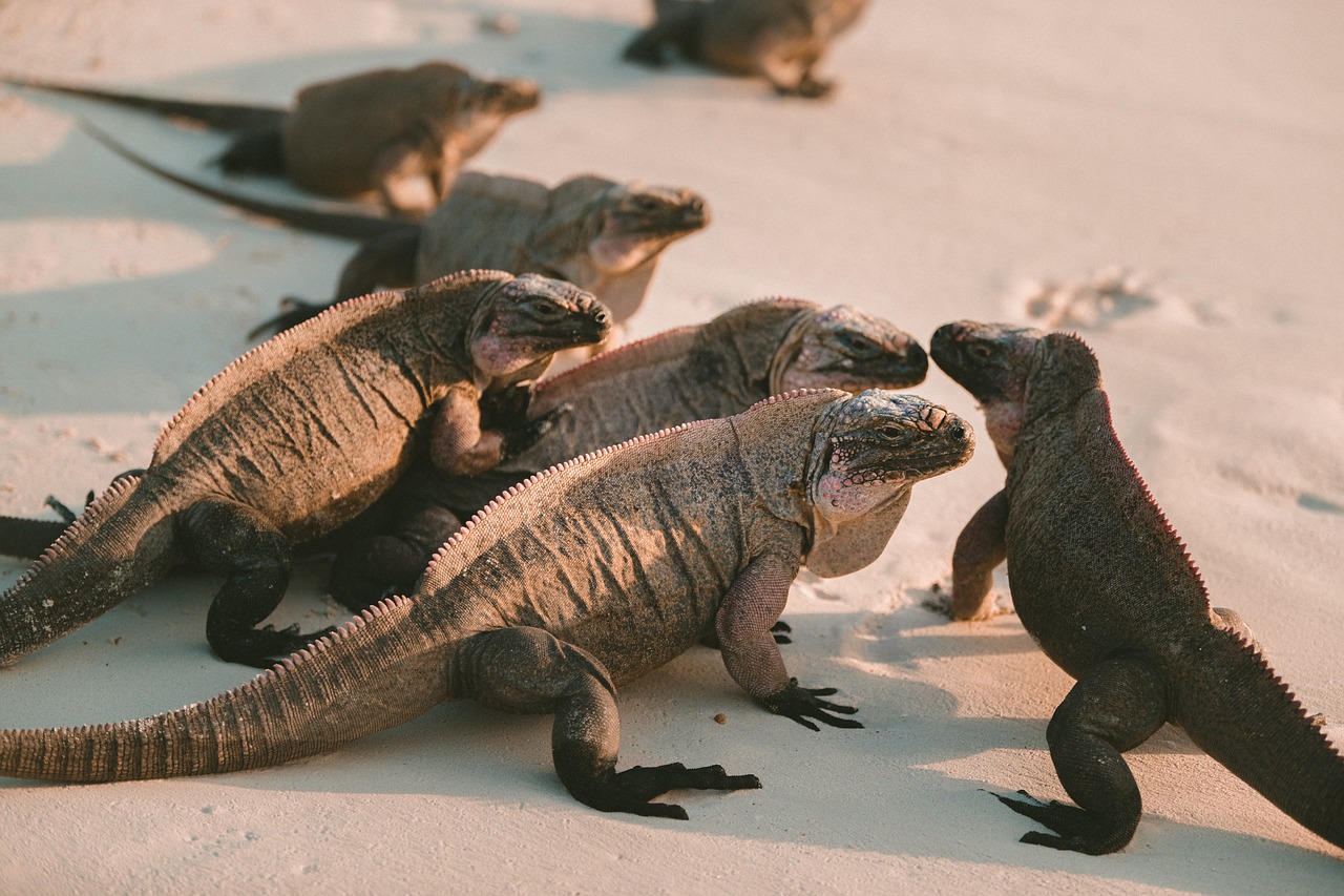 reptile sand beach free photo