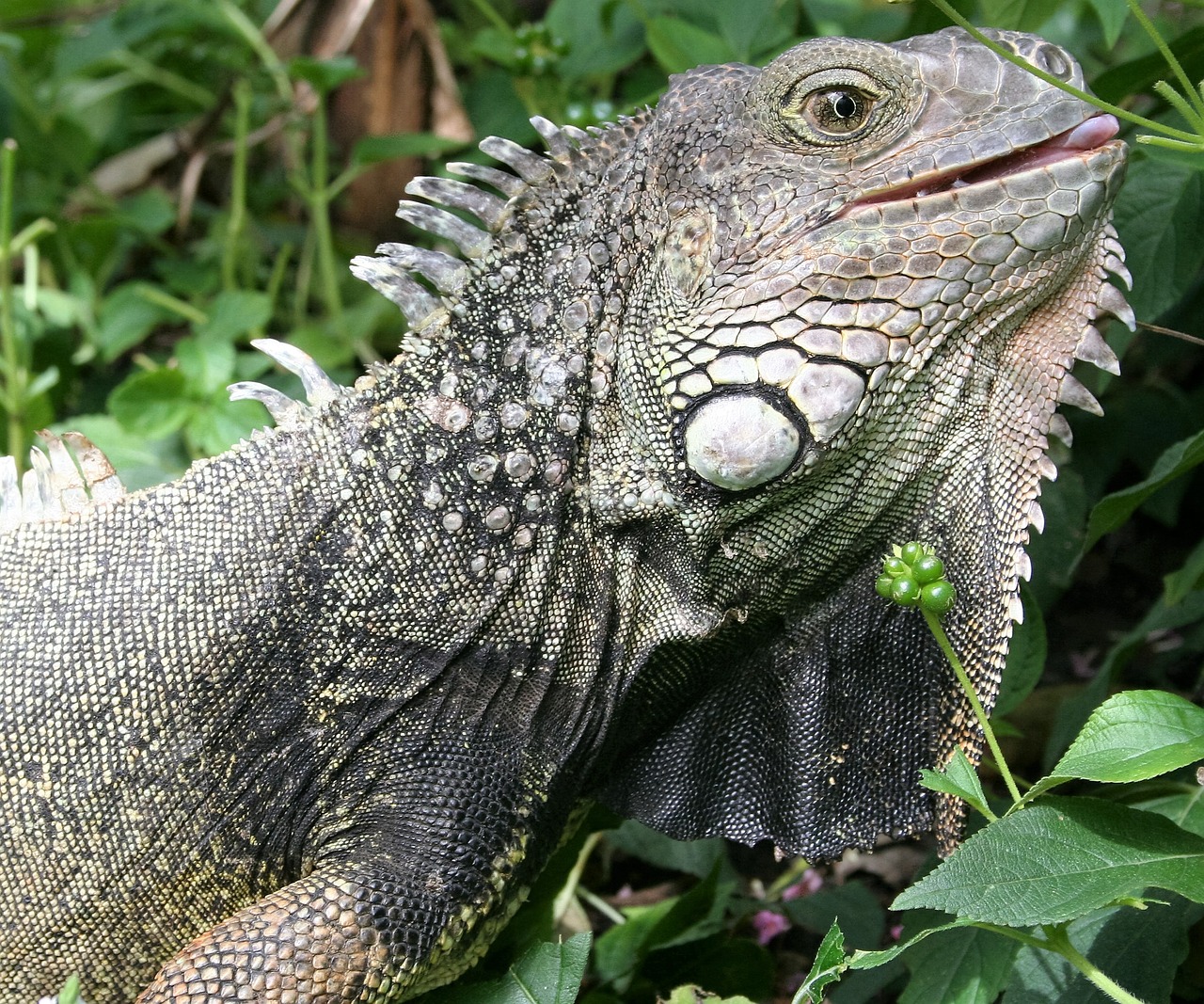 reptile iguana lizard free photo