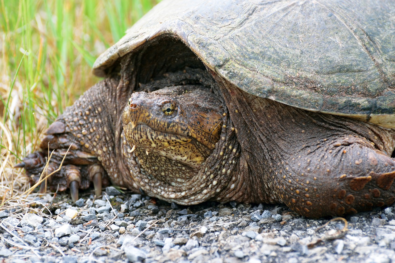 reptile snapping turtle free photo